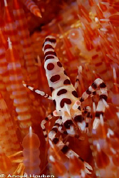 Coleman shrimp, Periclimenes colemani. Picture taken on t... by Anouk Houben 